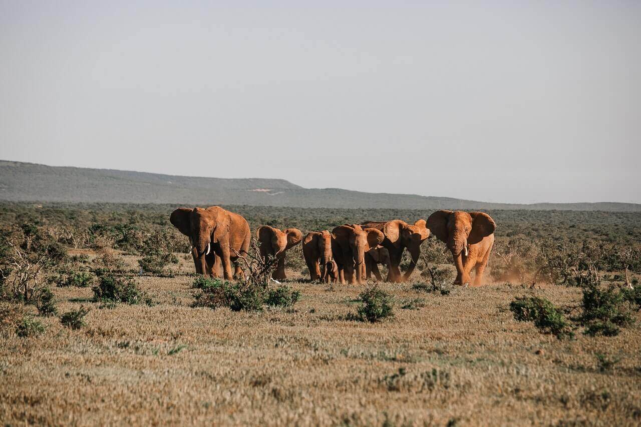 a family of elephants walking on short grassland