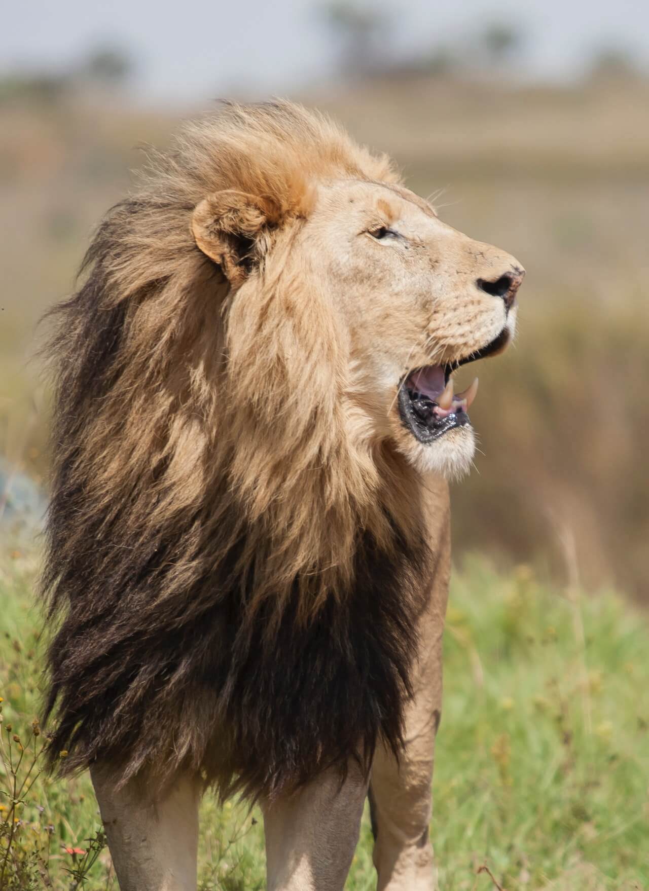male lion walking with mouth open